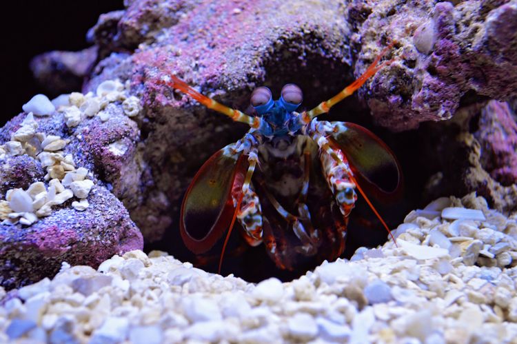 Mantis shrimp